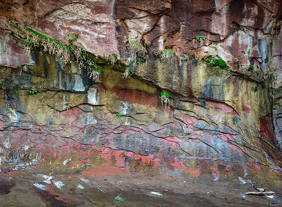 8158 Old Growth, New Growth