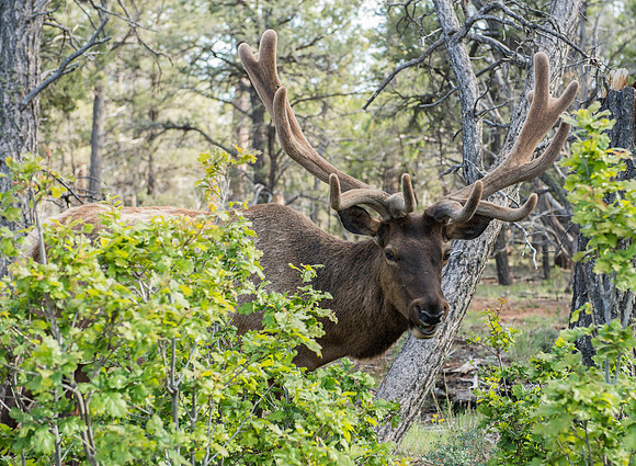 1377 Bull Elk