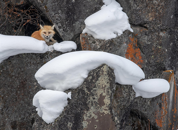 2905 Fox on Protected Ledge