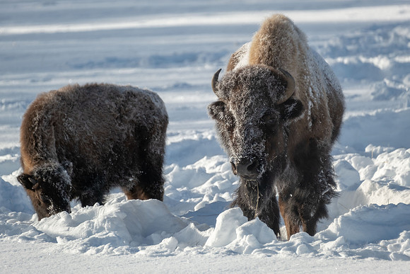 0215 Bison Cow and Calf