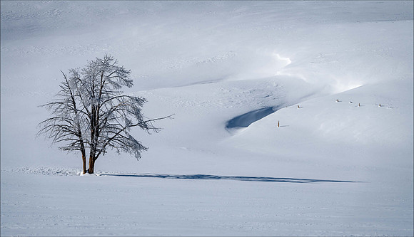 2062 Icy Tree and Snow Drift