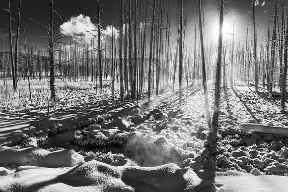 1756 Frozen Field, Naked Trees