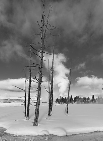 1792 Ghost Trees with White Socks