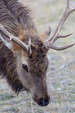9284 Elk Portrait
