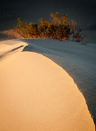 6194 Wind, Dune and Bush