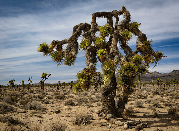 2699 Sad Joshua Tree