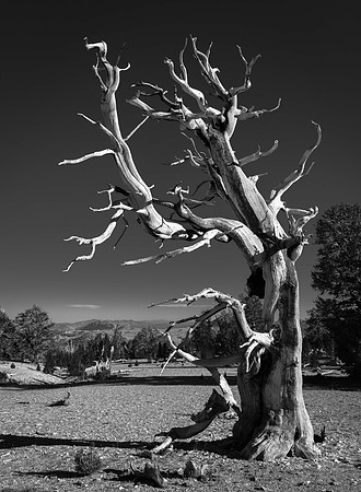 2212 Bristlecone Pine