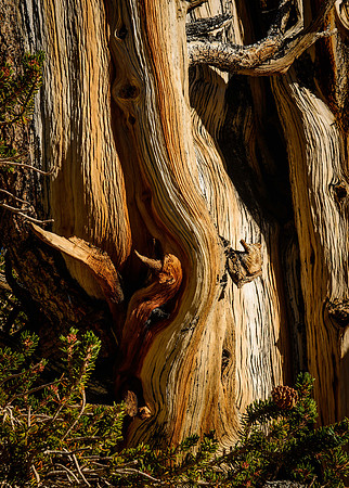 2130 Bristlecone Pine Detail