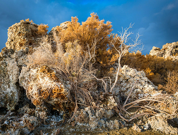 1407 Mono Lake, Early morning side light.