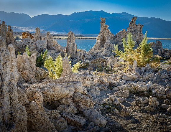 2281 Mono Lake, Bush