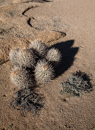 5492 Cactus Shadows