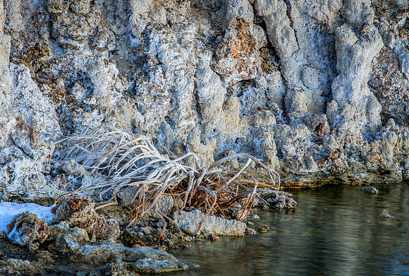 8755 Mono Lake Skeletal Bush